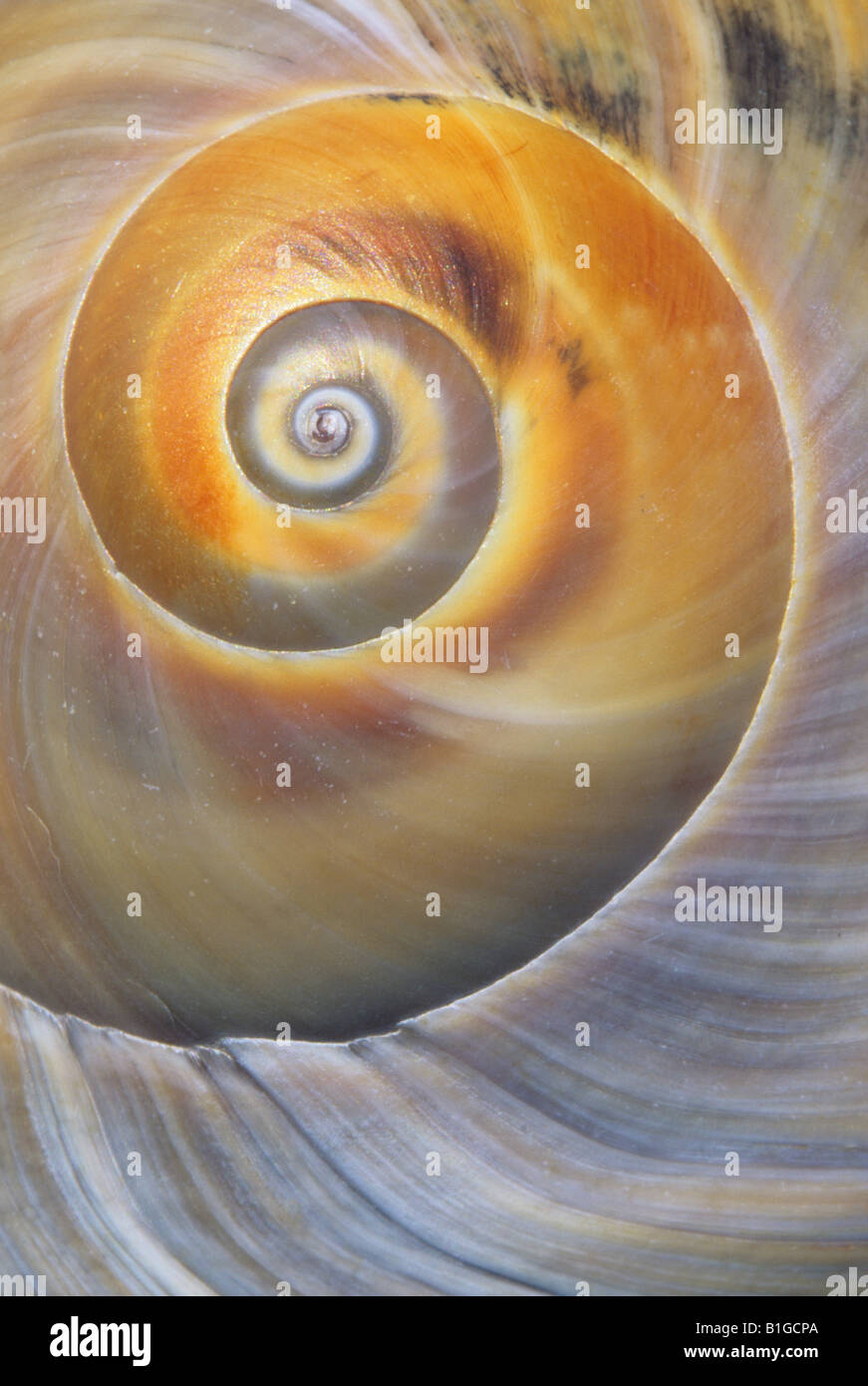 Shark's Eye Seashell ( Neverita duplicata ) Foto Stock