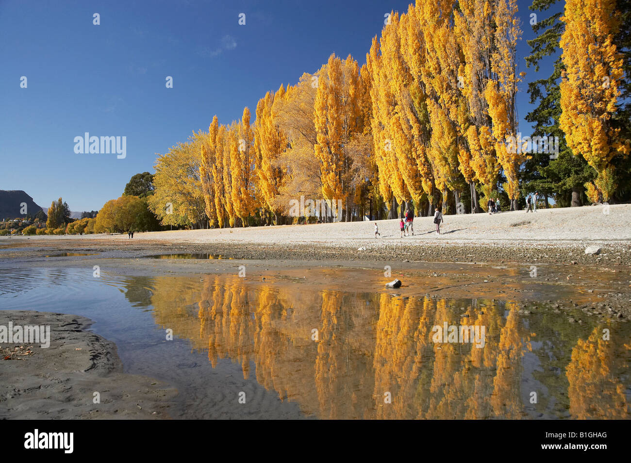 Alberi di pioppo e il lago Wanaka Otago Isola del Sud della Nuova Zelanda Foto Stock