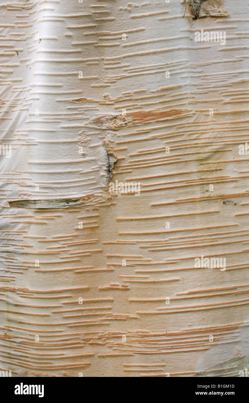 Close up Himalayan Betulla Betula utilis, trunk Foto Stock