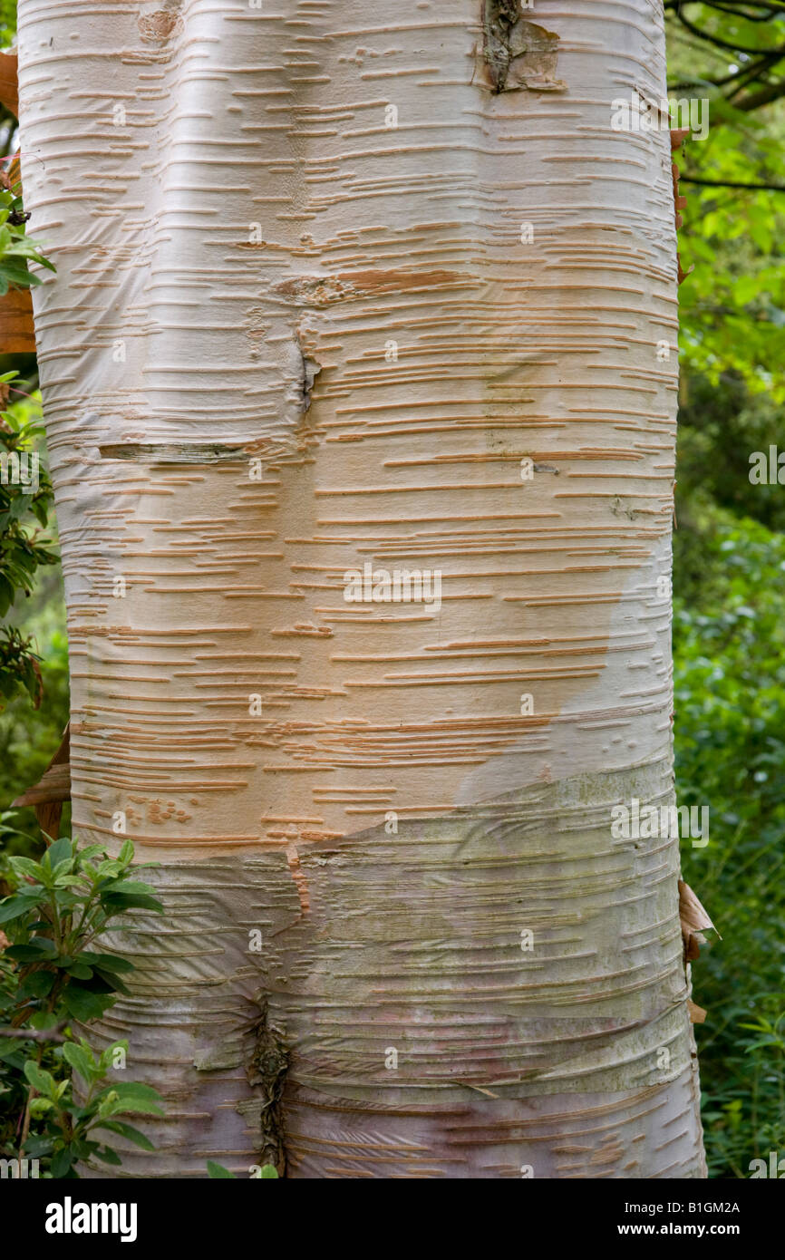 L'Himalayan Betulla Betula utilis, trunk Foto Stock