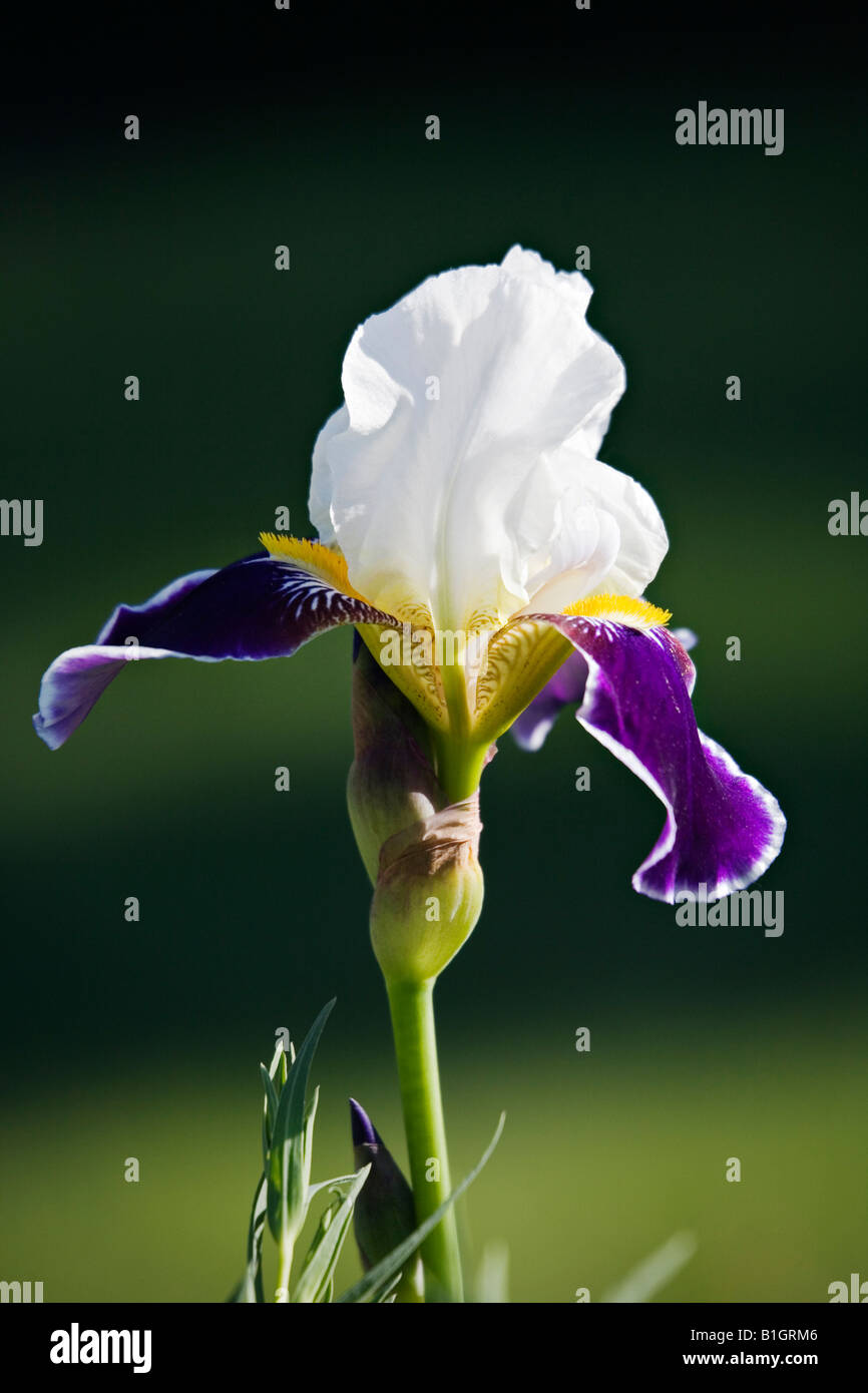 Iride Bianco fiore Foto Stock