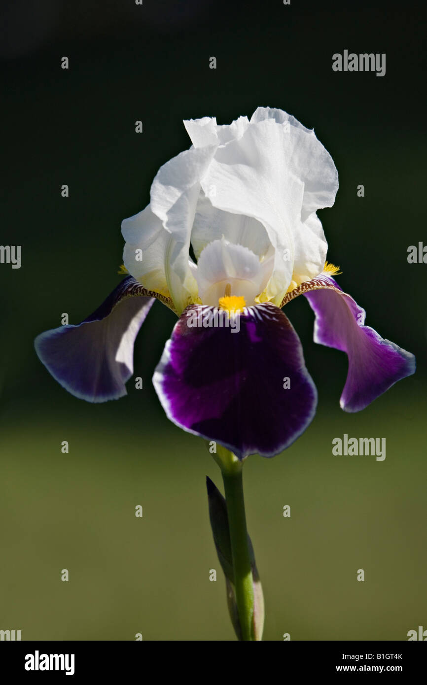 Iride Bianco fiore Foto Stock