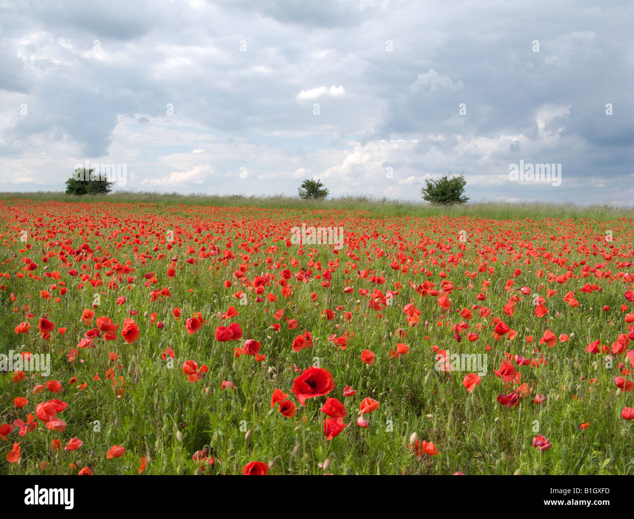 Campo di papaveri in giugno con il bianco e il grigio nuvole nel paesaggio. Foto Stock