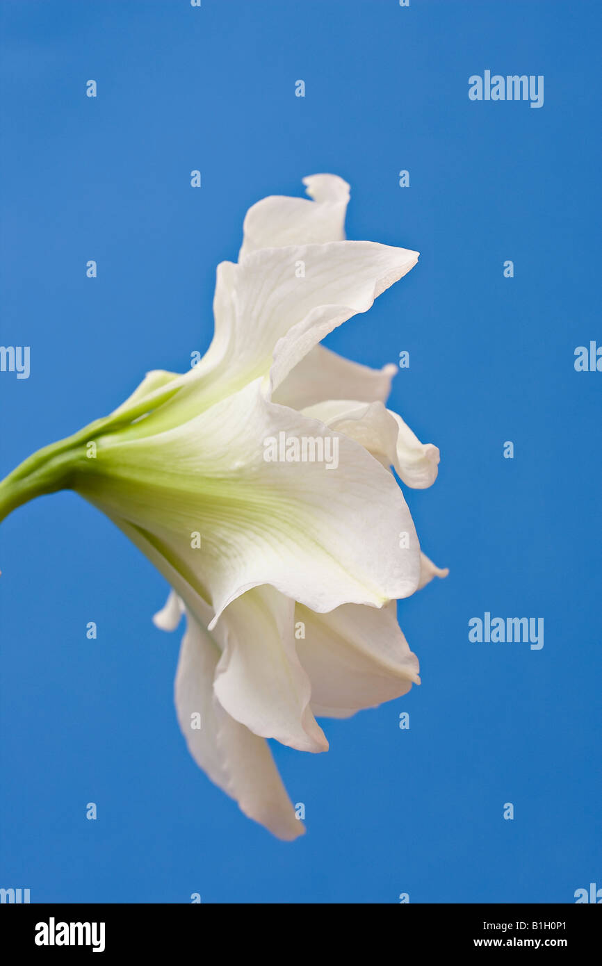 Primo piano del lato di un doppio Amaryllis fiore 'Ninfa bianco' su uno sfondo blu Foto Stock