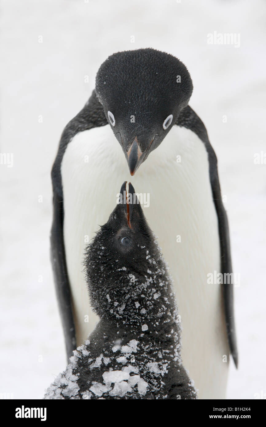 Adelie penguin (Pygoscelis adeliae) alimenta la sua giovane, Antartide Foto Stock