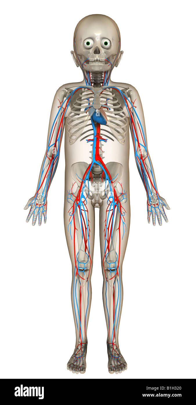 Anatomia dello scheletro di circolazione Foto Stock