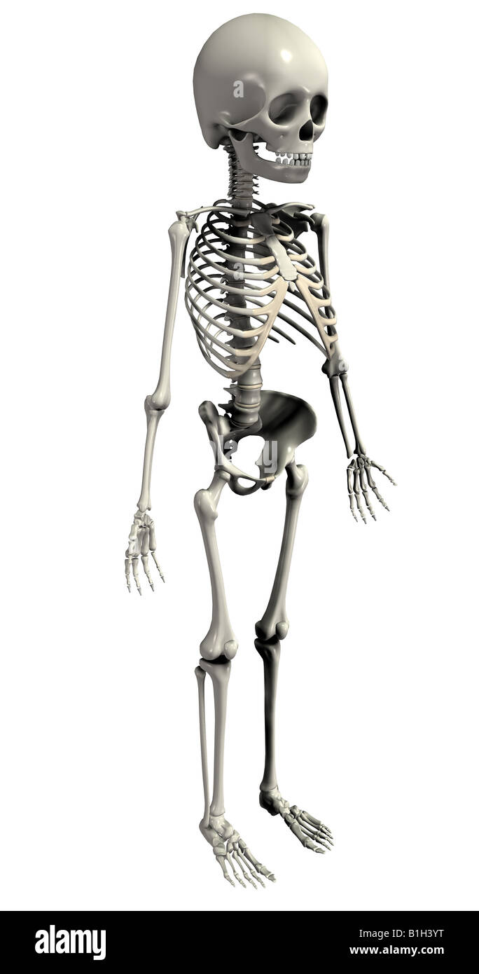 Lo scheletro di anatomia Foto Stock