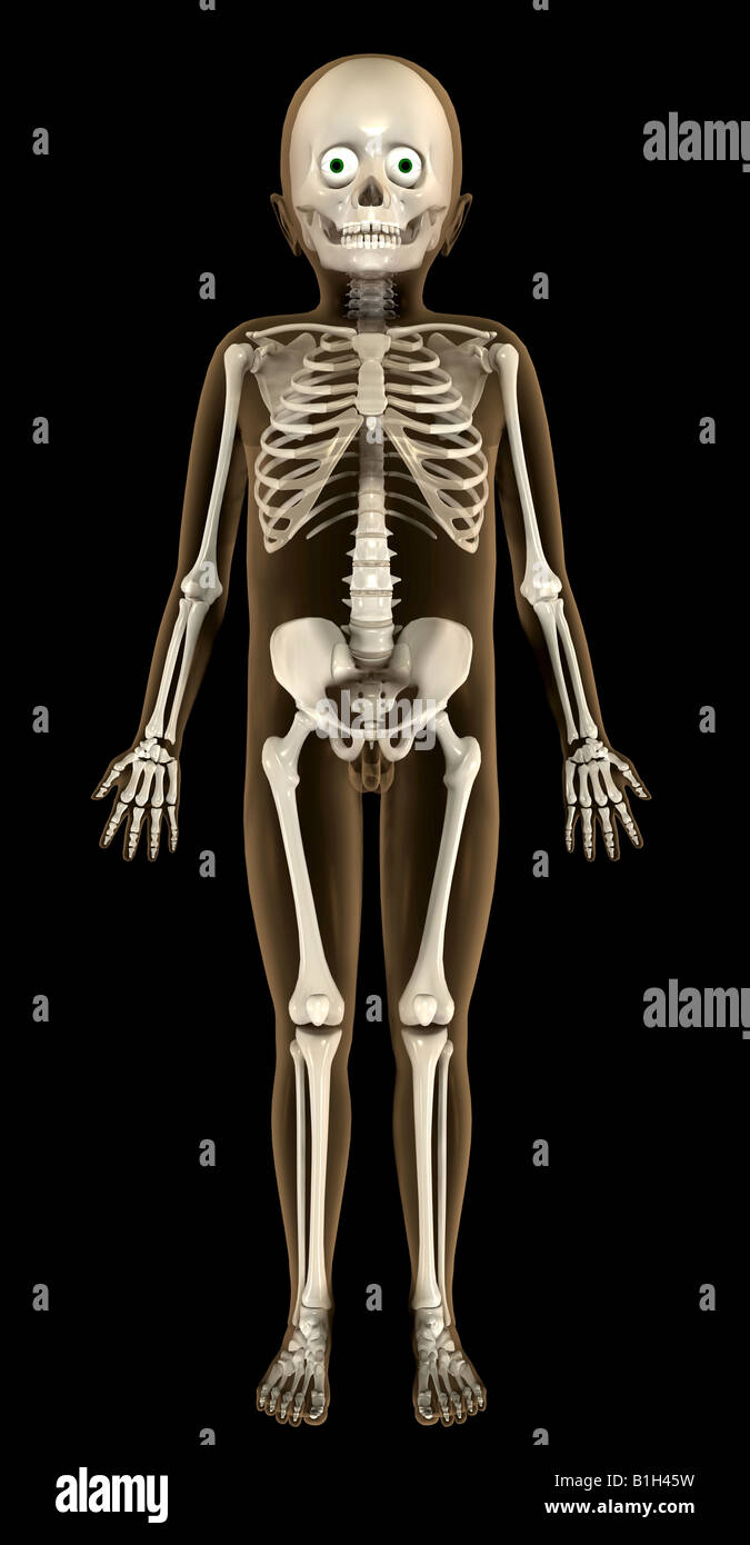 Anatomia dello scheletro del bambino Foto Stock