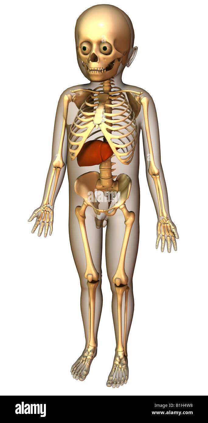 Anatomia dello scheletro di fegato Foto Stock