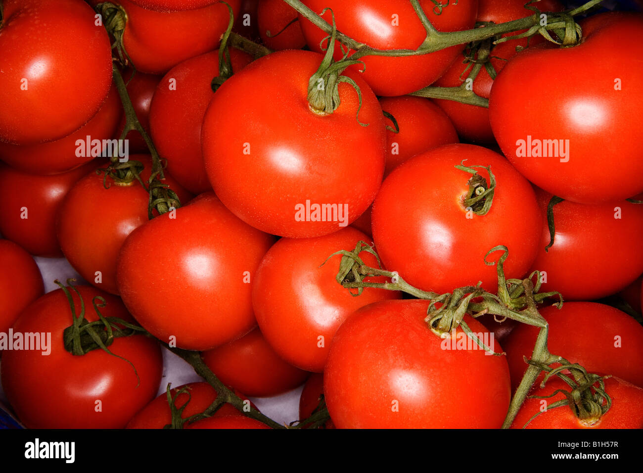 Pomodori Foto Stock