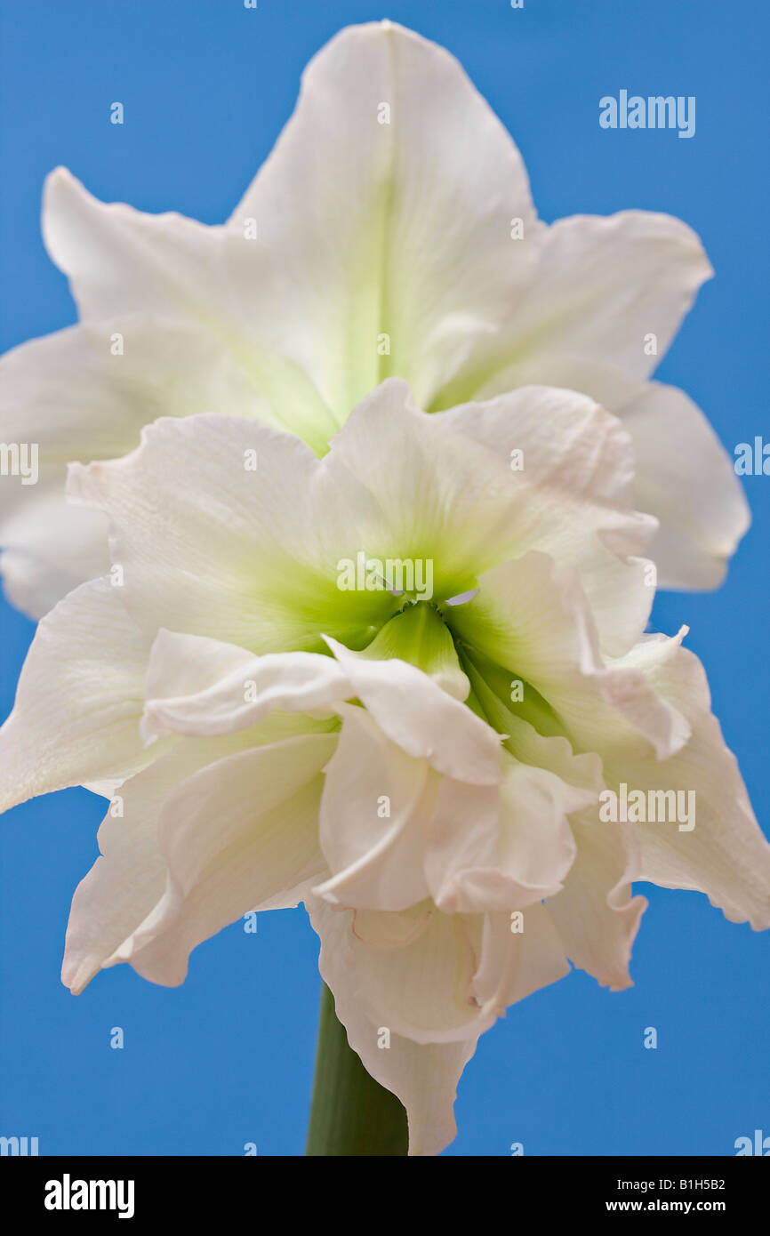 Primo piano di due doppi fiori Amaryllis 'White Nymph' su sfondo blu Foto Stock