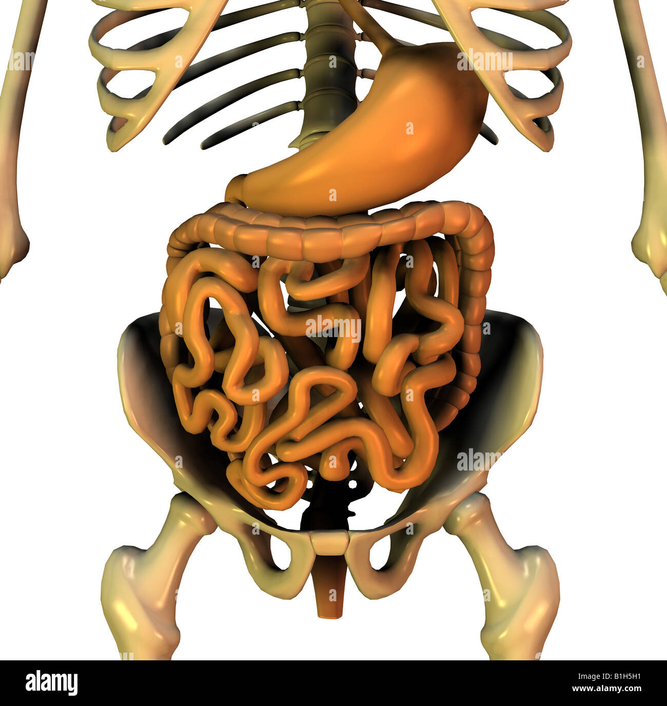 Anatomia di digestione pelvica Foto Stock