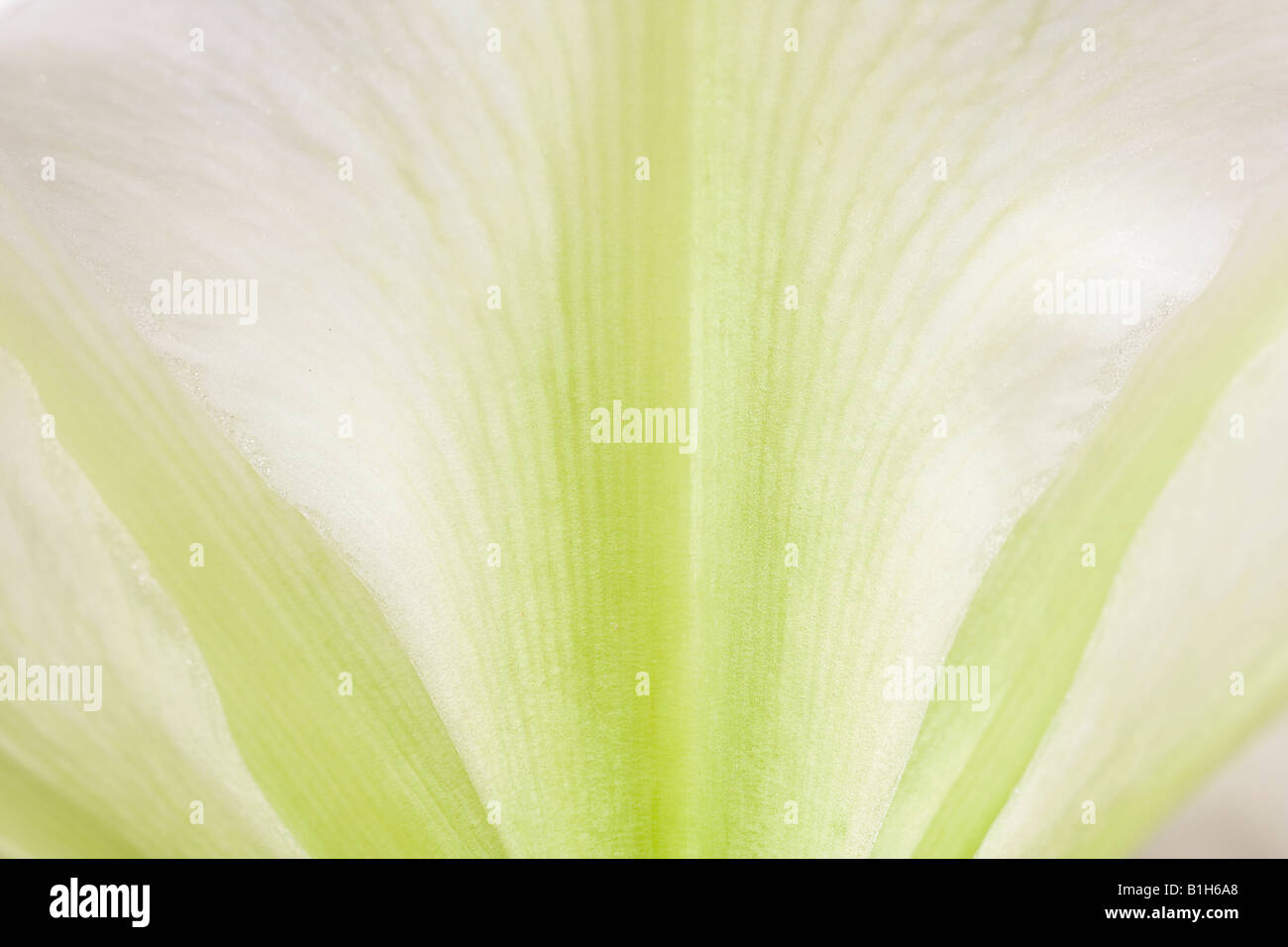 Un estremo primo piano di un petalo da un doppio Amaryllis fiore 'White Nymph' all'inizio dell'estate Foto Stock