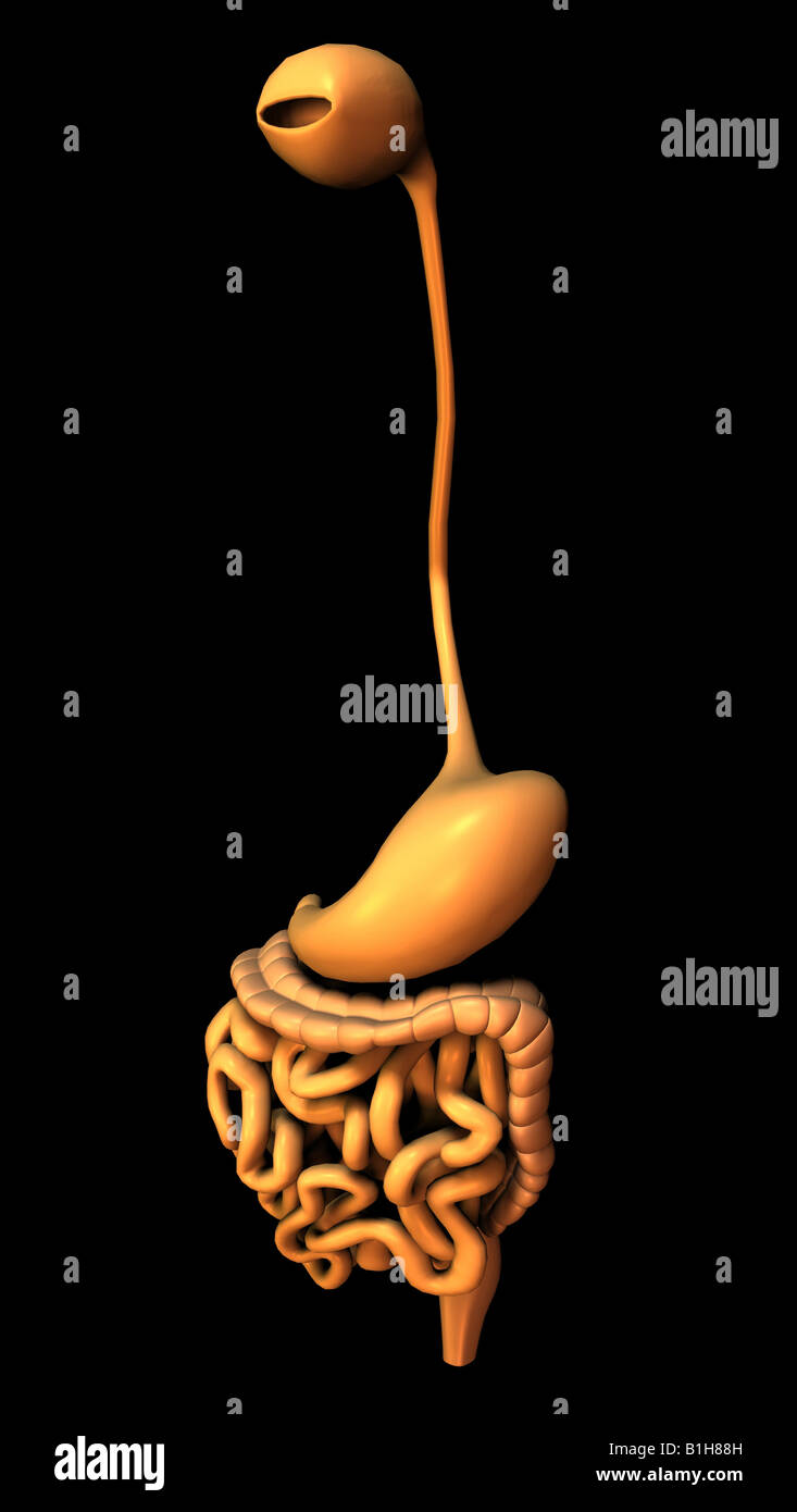 Anatomia colon stomaco Foto Stock