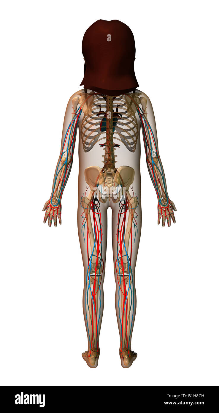 Lo scheletro di anatomia con circolazione Foto Stock