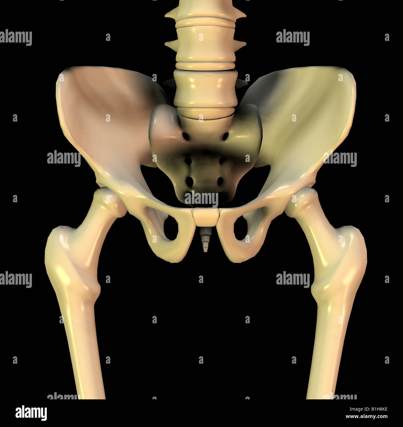 Lo scheletro di anatomia Foto Stock