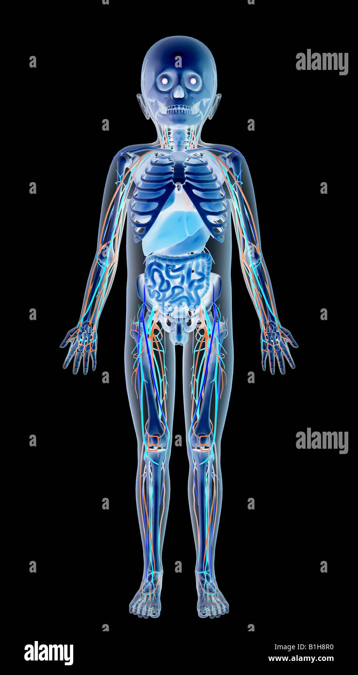 Anatomia del bambino con organi Foto Stock