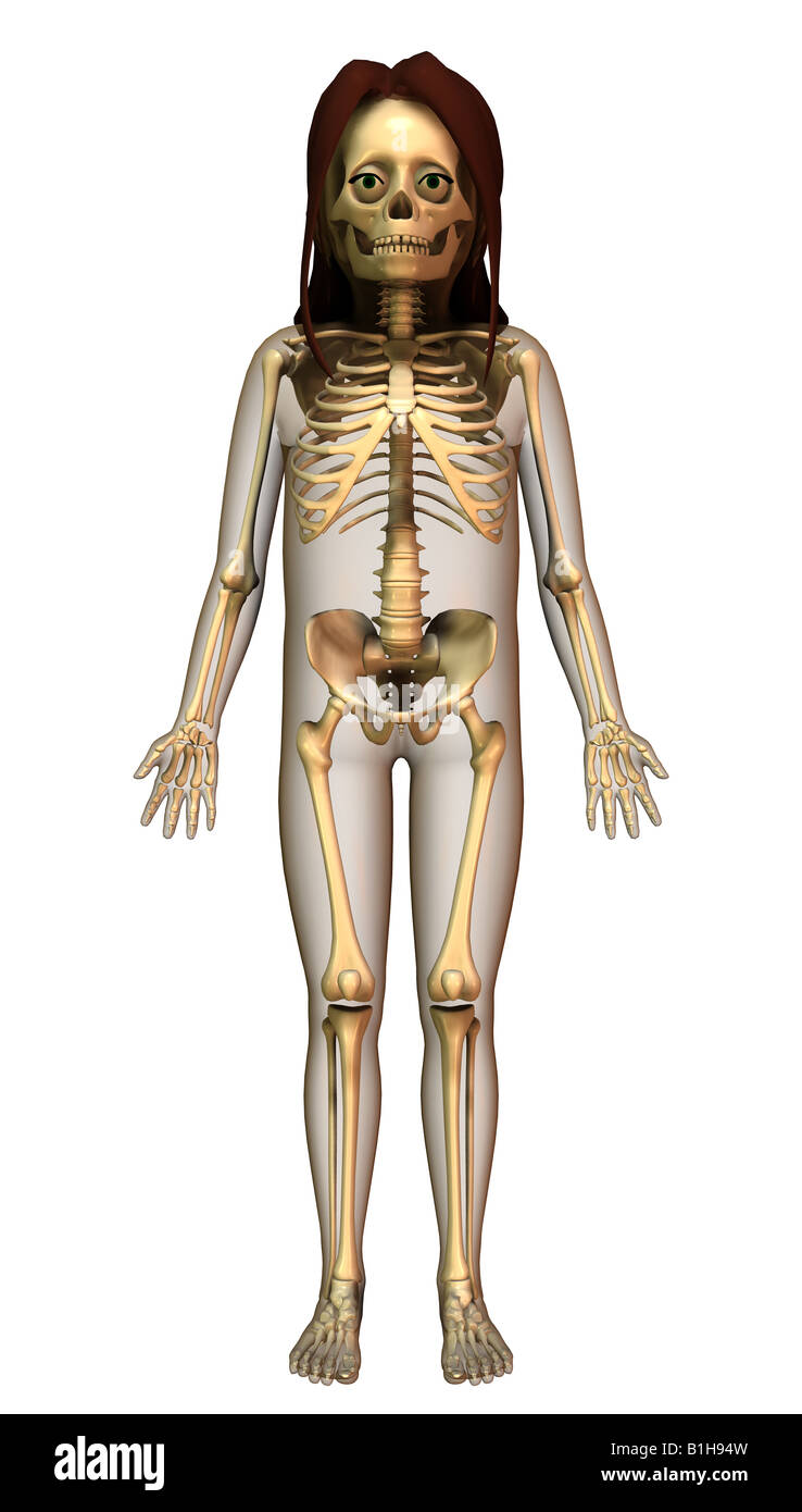 Lo scheletro di anatomia Foto Stock