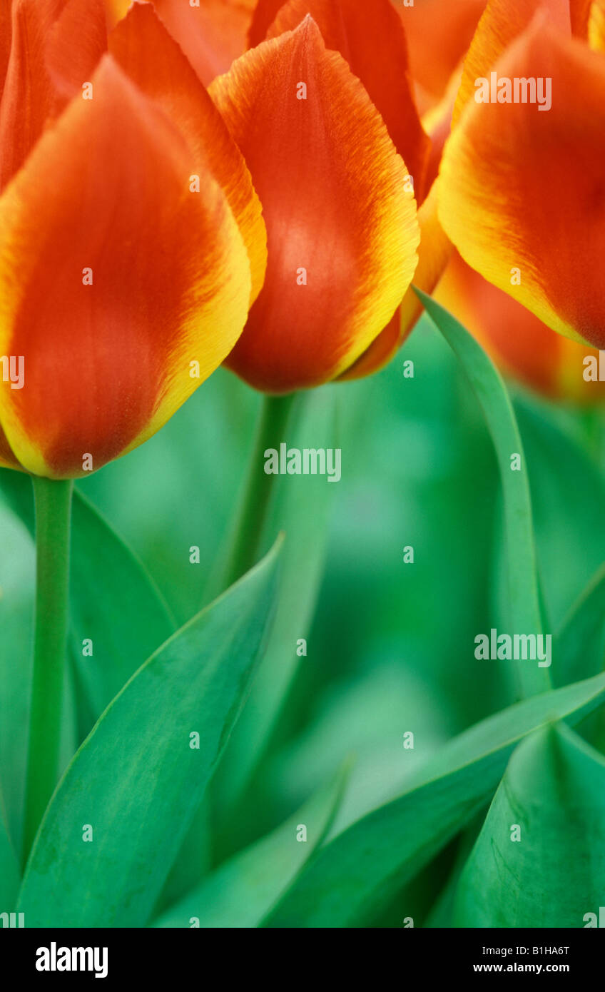 Un trio di Tulipa "Cape Cod" Foto Stock