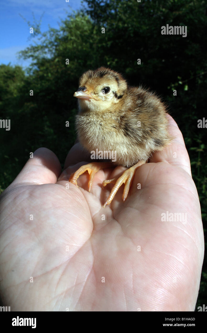 Un uccello in mano. (Baby fagiano chick). Foto Stock