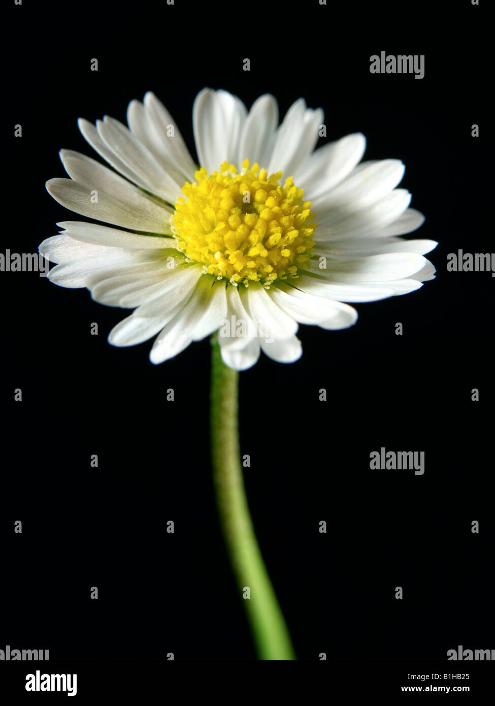 Fiore di margherita immagini e fotografie stock ad alta risoluzione - Alamy