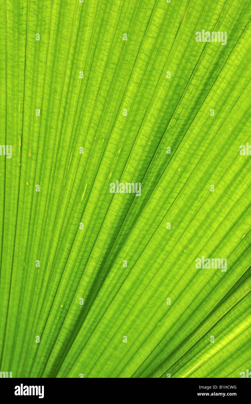 Close up di tropicale foglie di palmo Foto Stock