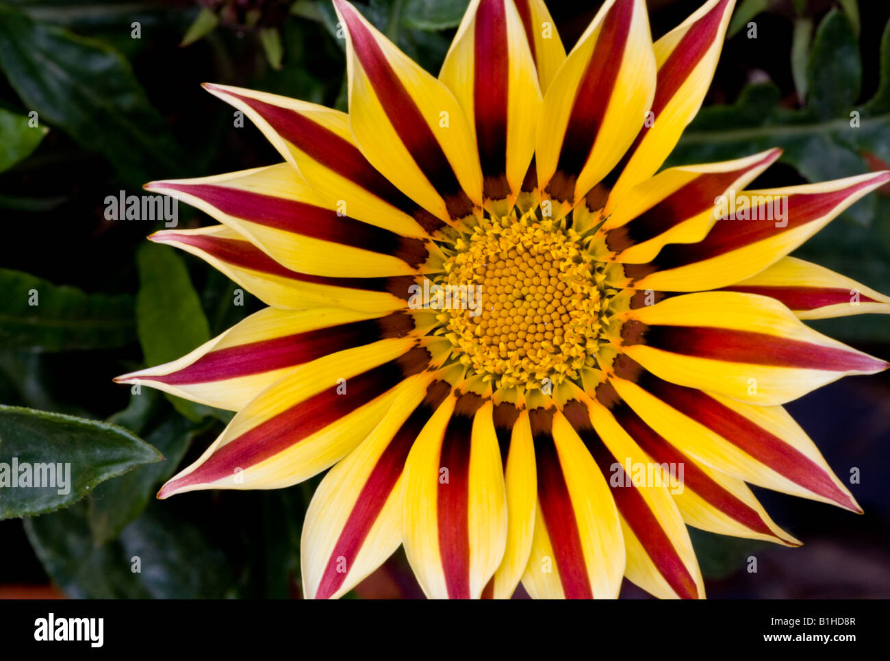 Il rosso e il giallo Gazania Foto Stock