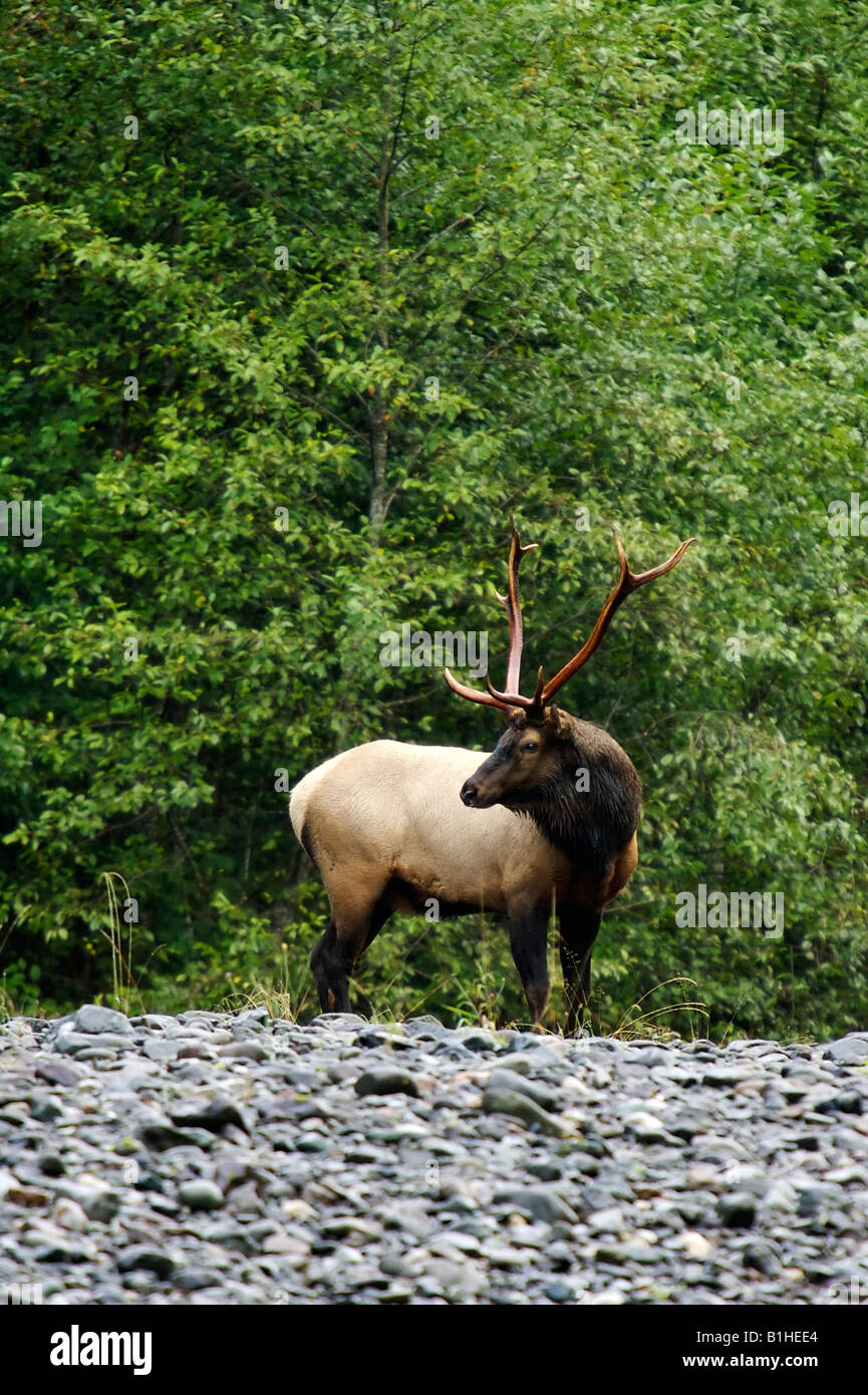 Roosevelt Elk in Tahsish Kwois Park Foto Stock