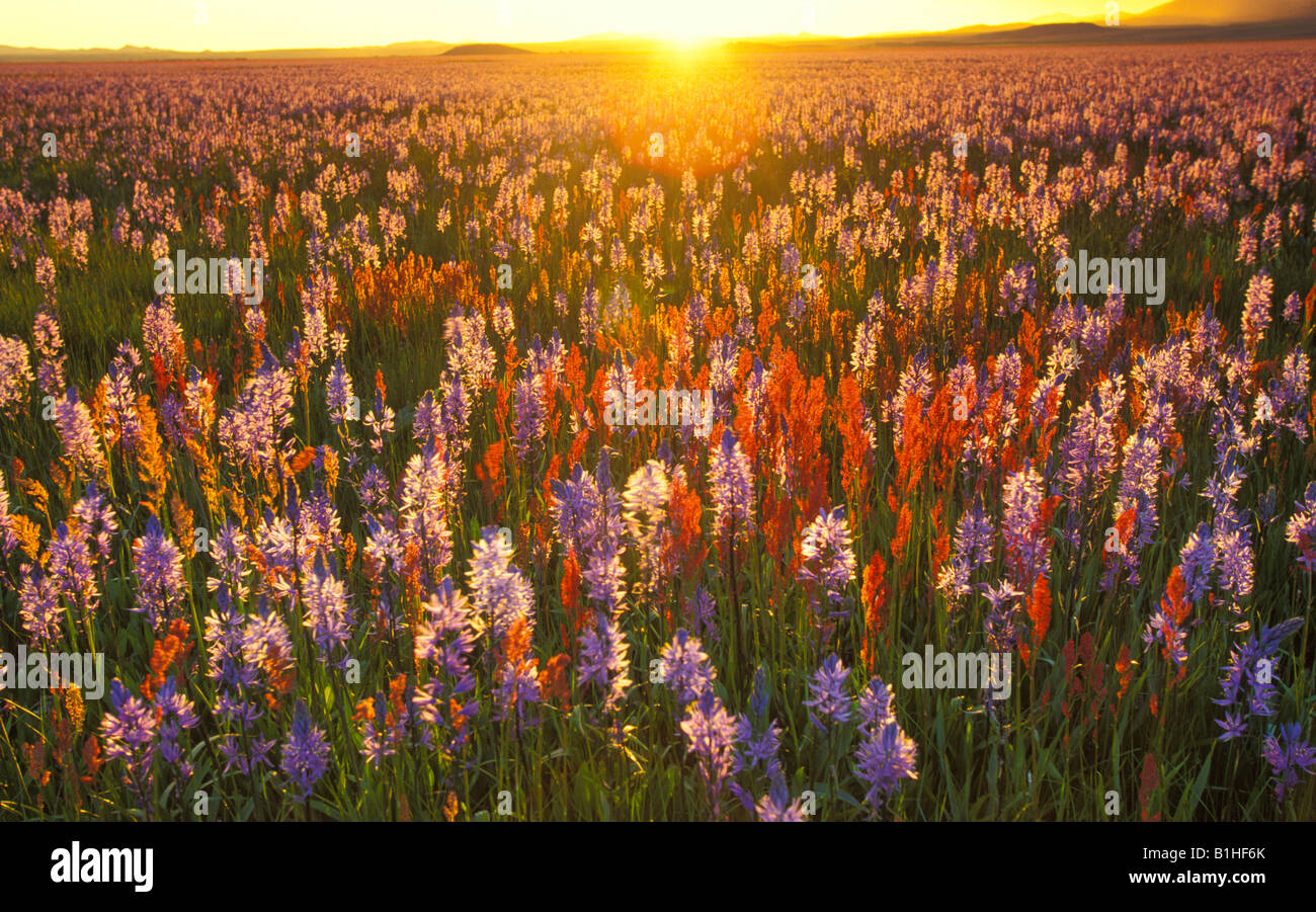 IDAHO, Camas Prairie Centennial Marsh. Tramonto il filtraggio attraverso viola gigli rosso e fiori selvatici. Foto Stock