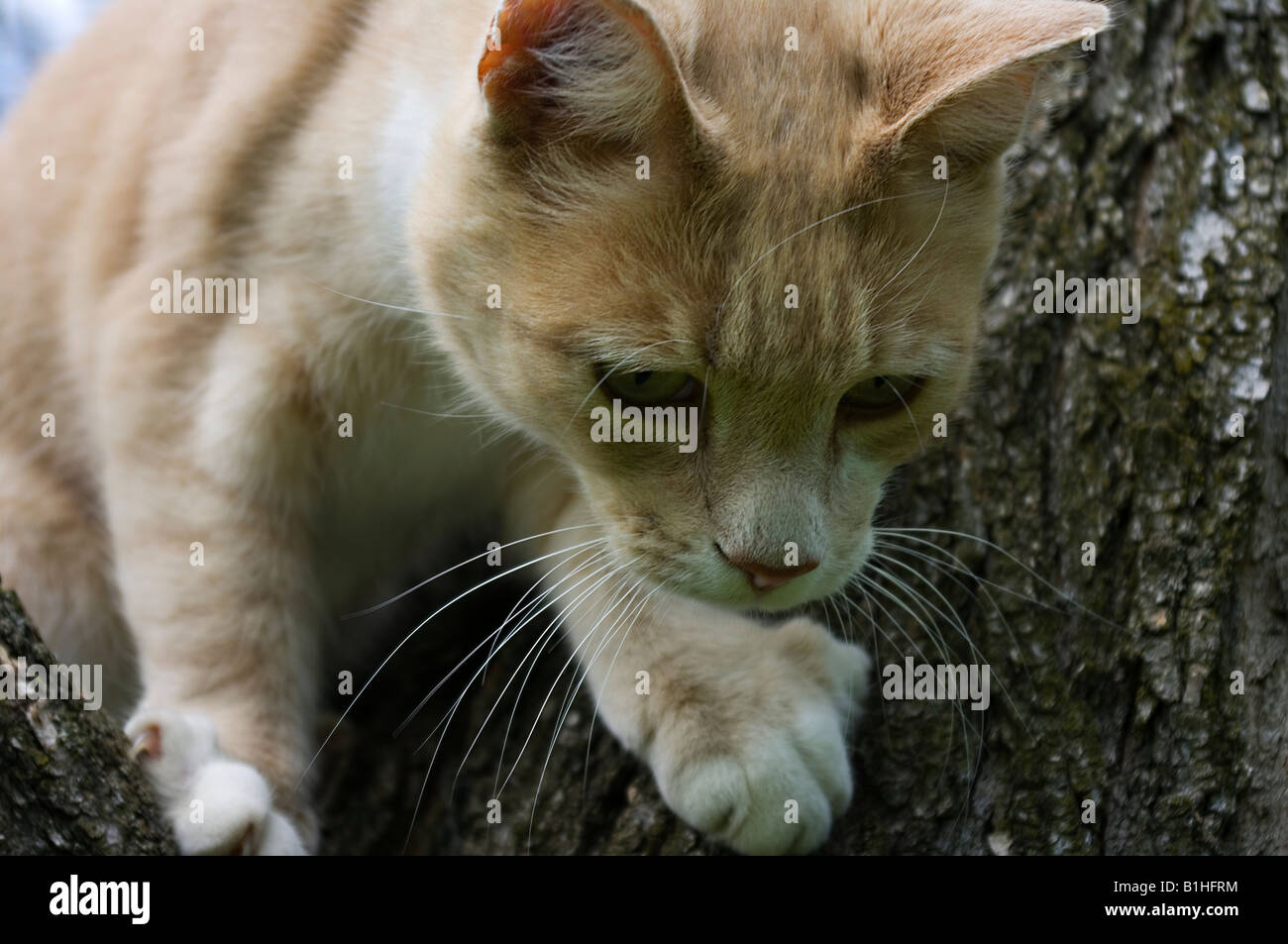 Primo piano di un giallo arancione dal pelo corto gatto in una struttura ad albero Foto Stock