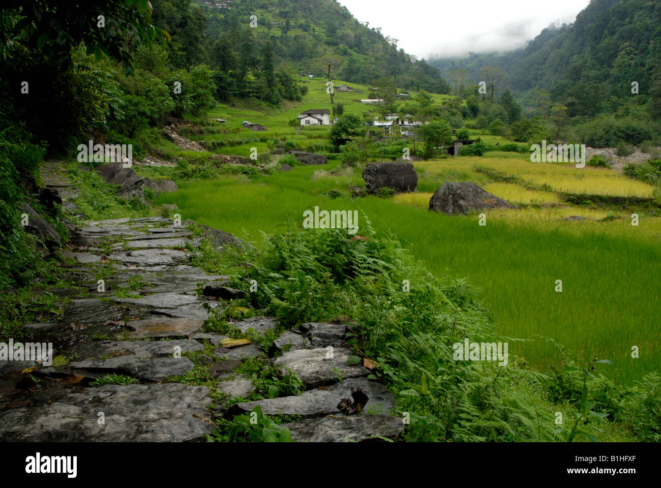 Il sentiero fino al Santuario di Annapurna, Nepal Foto Stock