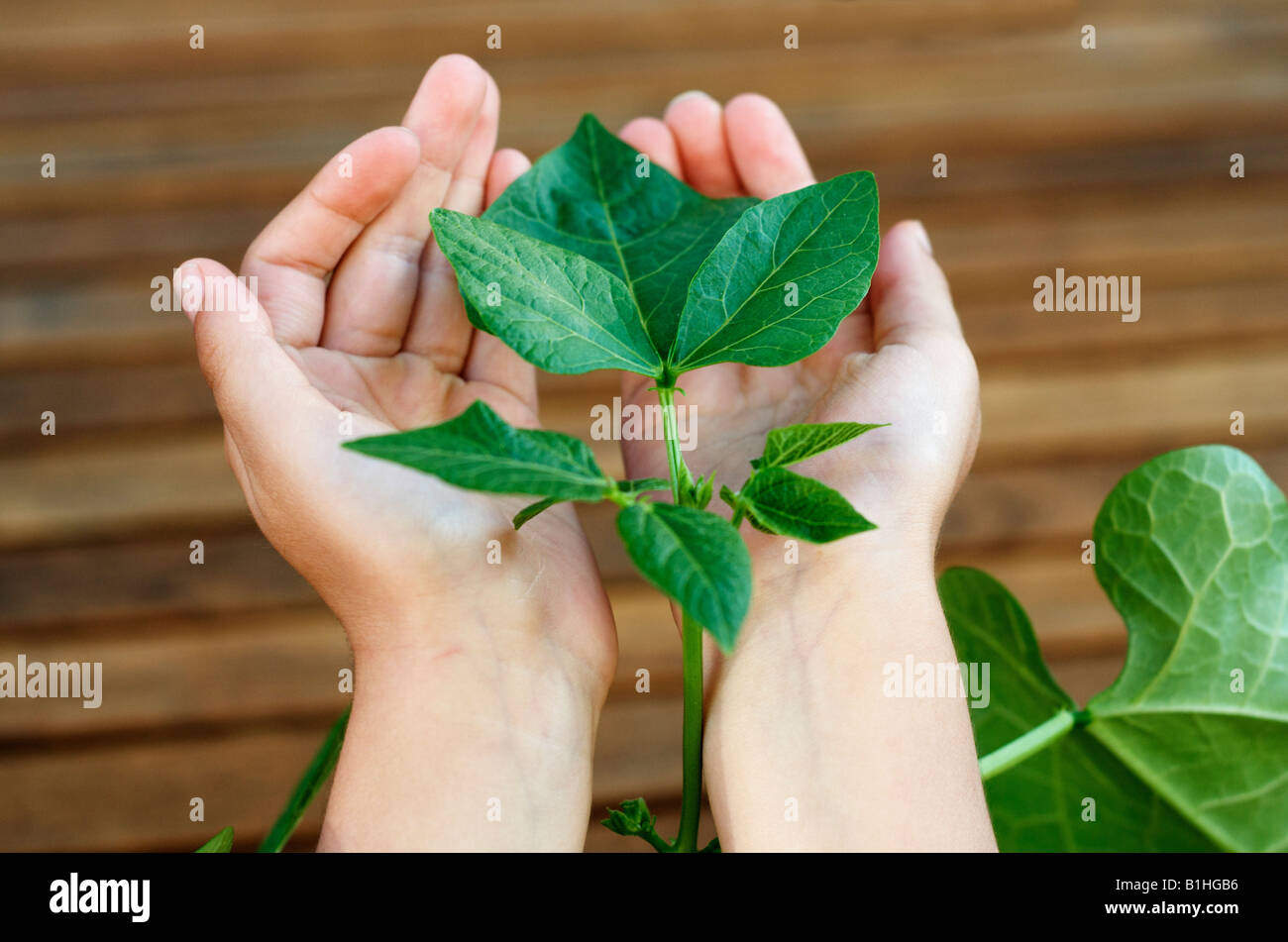 Close up di bambini mani tenendo un runner verde pianta di Fagioli Phaseolus coccineus Foto Stock