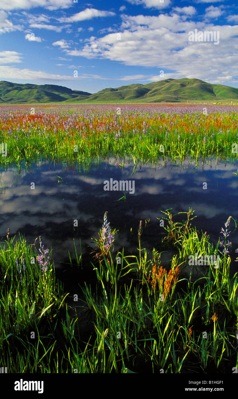 IDAHO, Camas Prairie Centennial Marsh. Viola camas giglio rosso e fiori selvatici riflettendo in acqua blu marsh vicino a Fairfield. Foto Stock