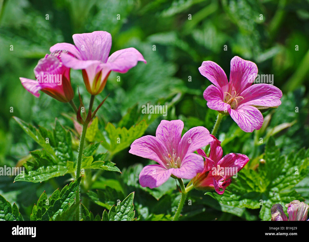 Geranio oxonianum "T" Johnson Foto Stock
