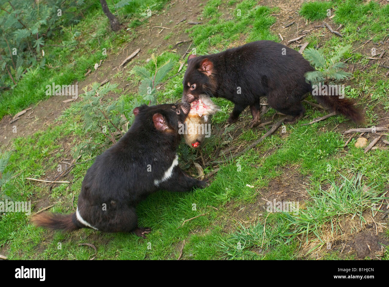 Diavoli della Tasmania lotta su una carcassa di coniglio. Foto Stock