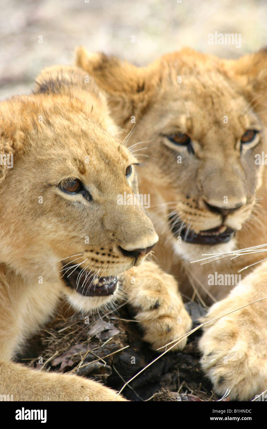 Due di cinque mesi al fratello lion cubs Foto Stock