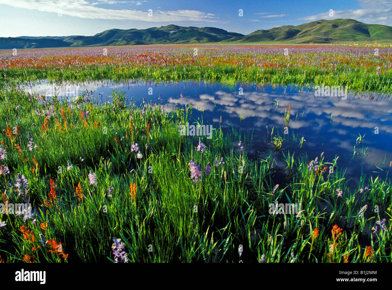 IDAHO, Camas Prairie Centennial Marsh, Viola camas gigli e fiori selvatici rosso riflettendo in acqua blu marsh vicino a Fairfield. Foto Stock