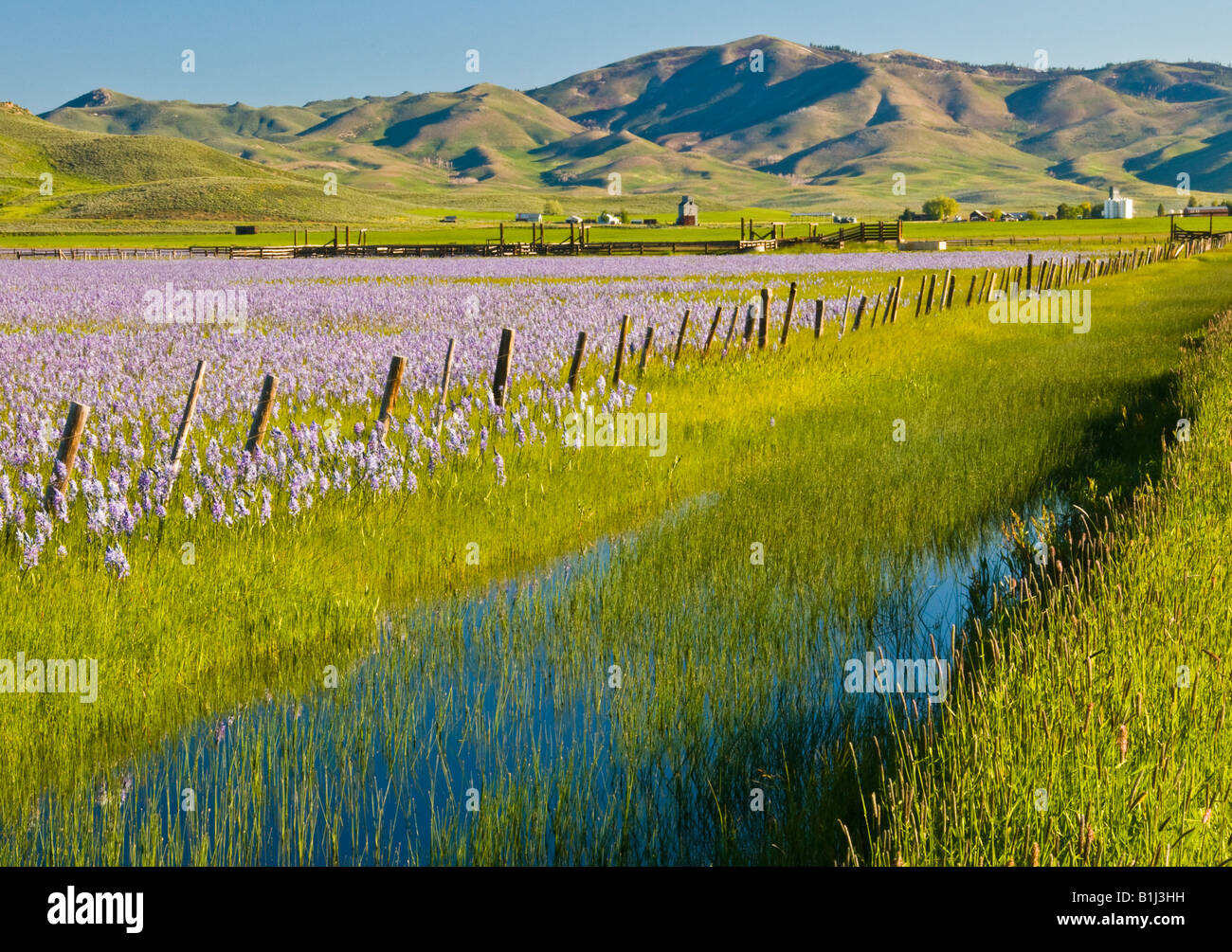 IDAHO, Camas Prairie Centennial Marsh. Campo di viola camas lily fiori selvaggi e fattoria rurale comune di Hill City. Nei pressi di Fairfield Foto Stock