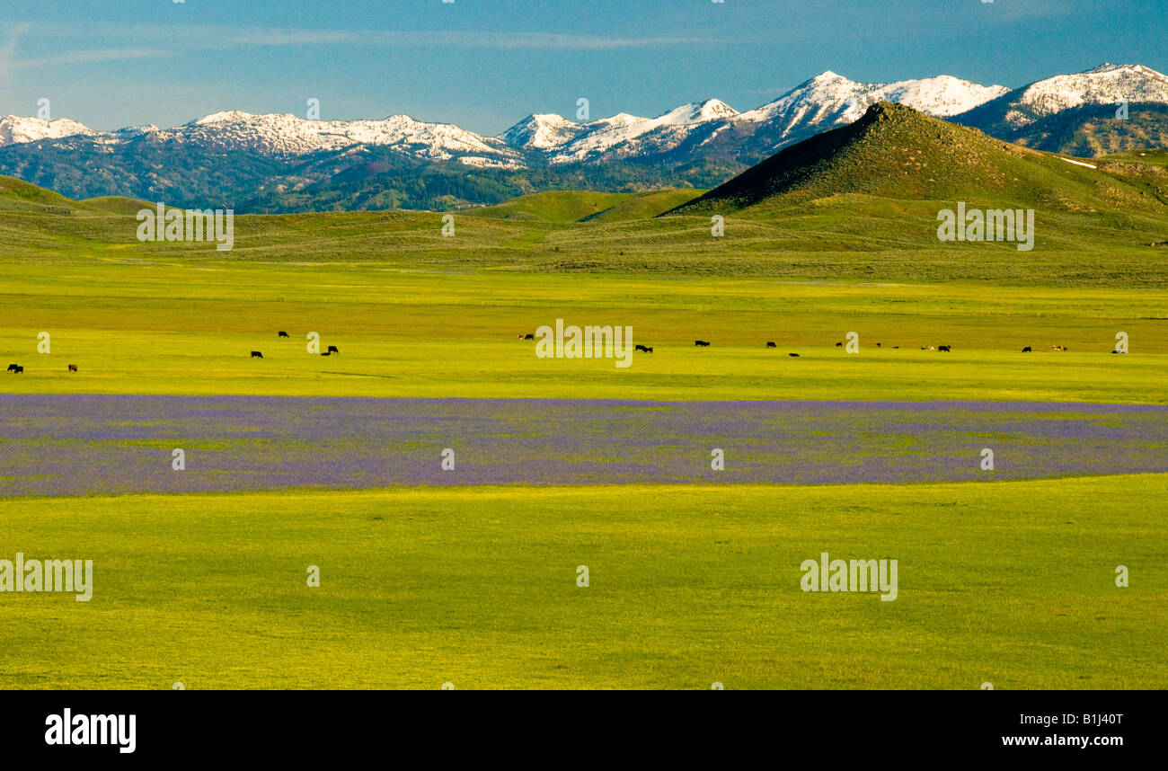 IDAHO, Camas Prairie. Prato di viola Camas Lilles, fiori gialli, il pascolo di bestiame e coperto di neve montagne soldato. Foto Stock