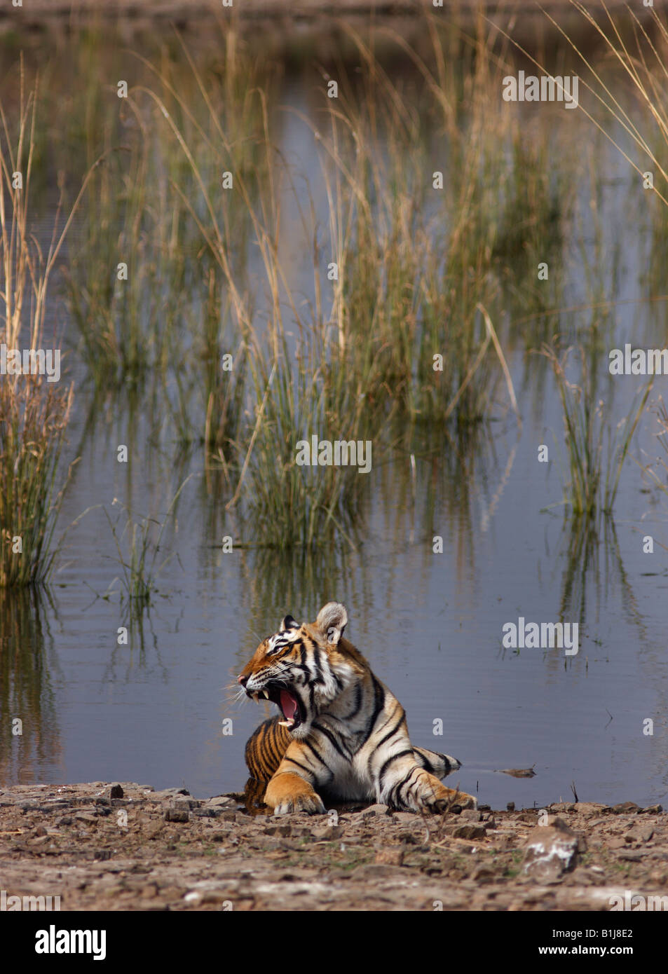 Tigre del Bengala in acqua a Ranthambore Riserva della Tigre, India. (Panthera Tigris) Foto Stock