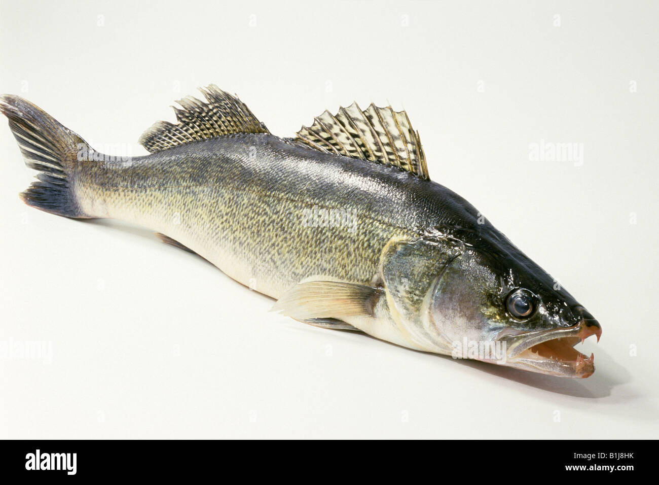 Il pesce persico, Zander (Lucioperca lucioperca, Stizostedion lucioperca),  studio immagine Foto stock - Alamy