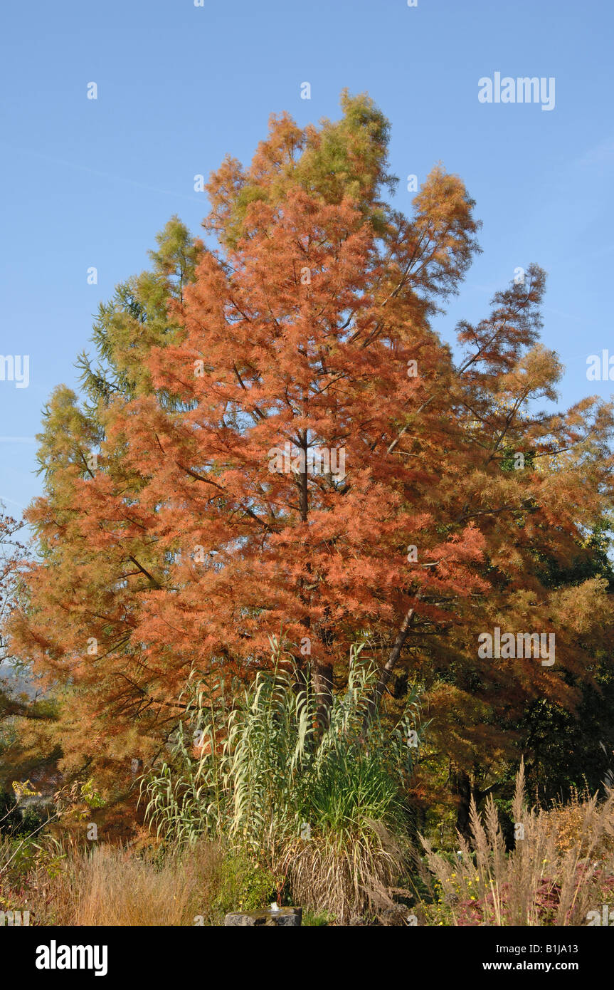 Swamp Cypress, cipresso calvo, Baldcypress (Taxodium distichum) in autunno Foto Stock