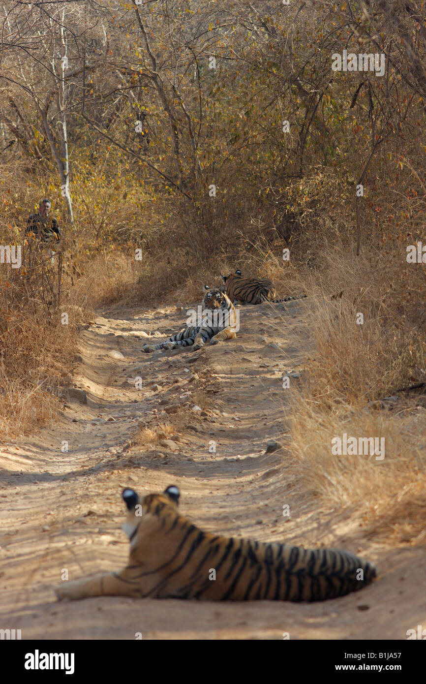 Machali Tigre famiglia sulla pista forestale a Ranthambhore foresta, India.(Panthera Tigris) Foto Stock