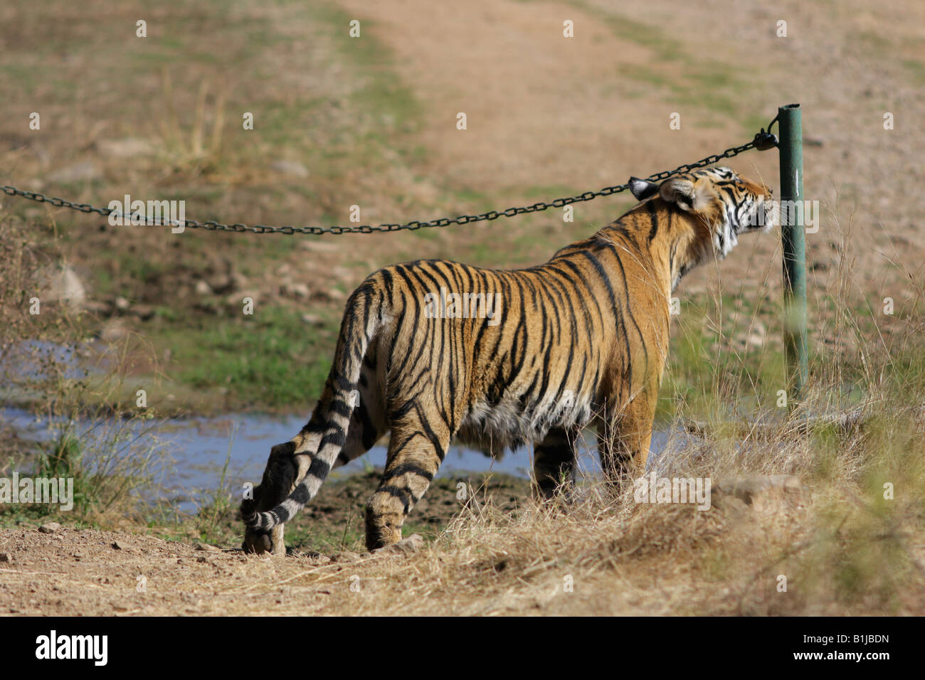 Profumo di rilevamento contrassegnare,tigre del Bengala (Panthera Tigris) Foto Stock