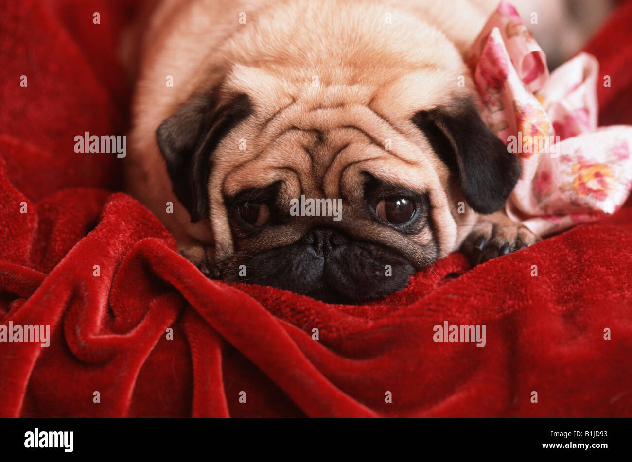 Pug (Canis lupus f. familiaris), un drappo rosso Foto Stock