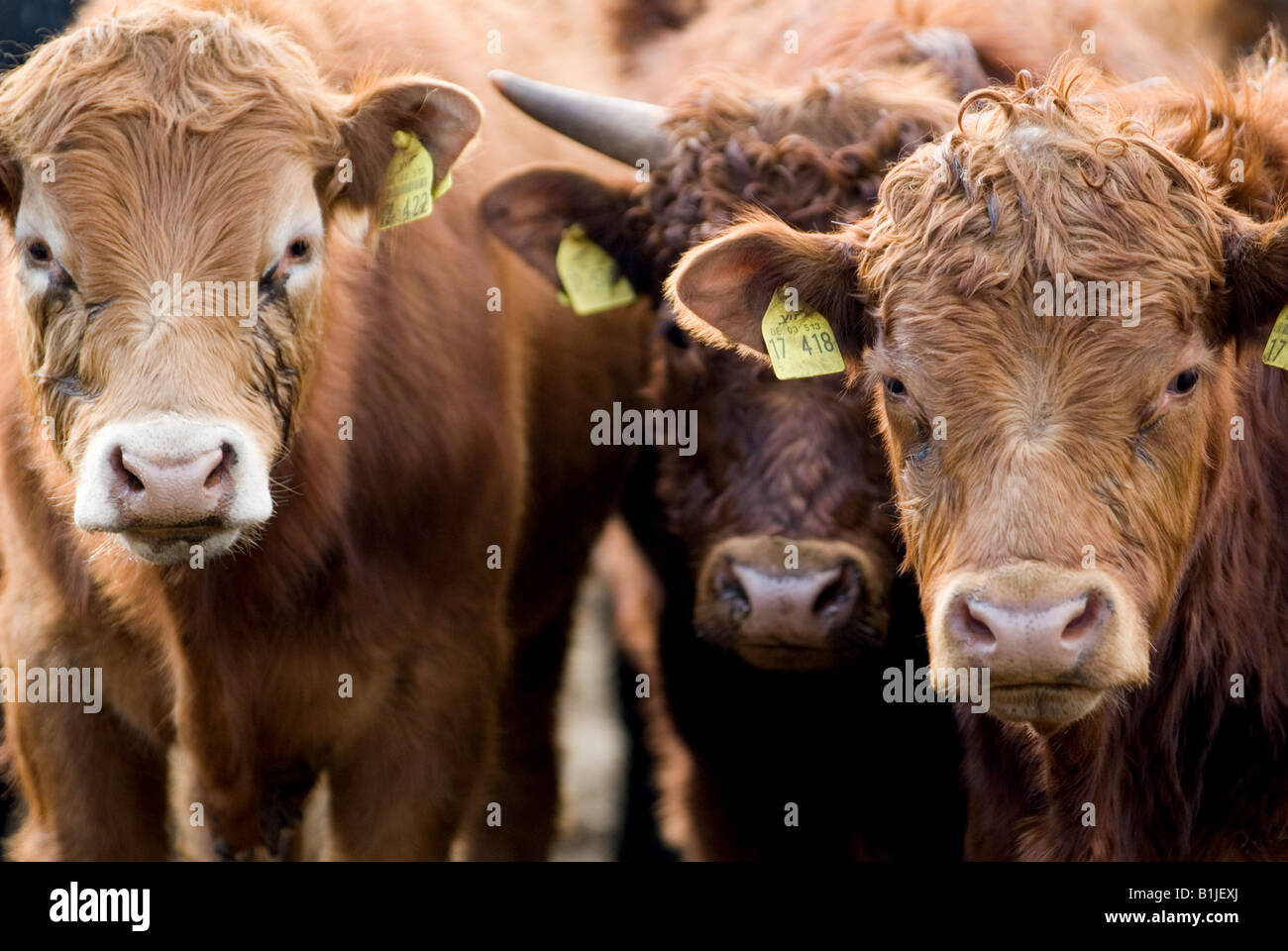 Organici di cotenna Freistaetter bovini da carne, Freistatt, Bassa Sassonia, Germania. Foto Stock