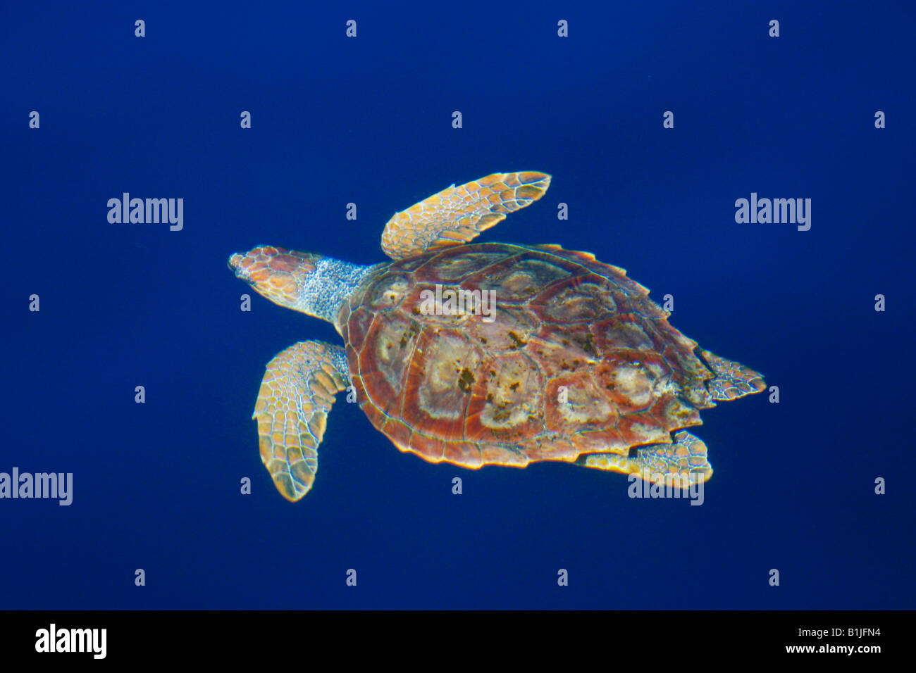 Per tartarughe marine, (Caretta Caretta caretta), nuoto, portogallo Azzorre Foto Stock