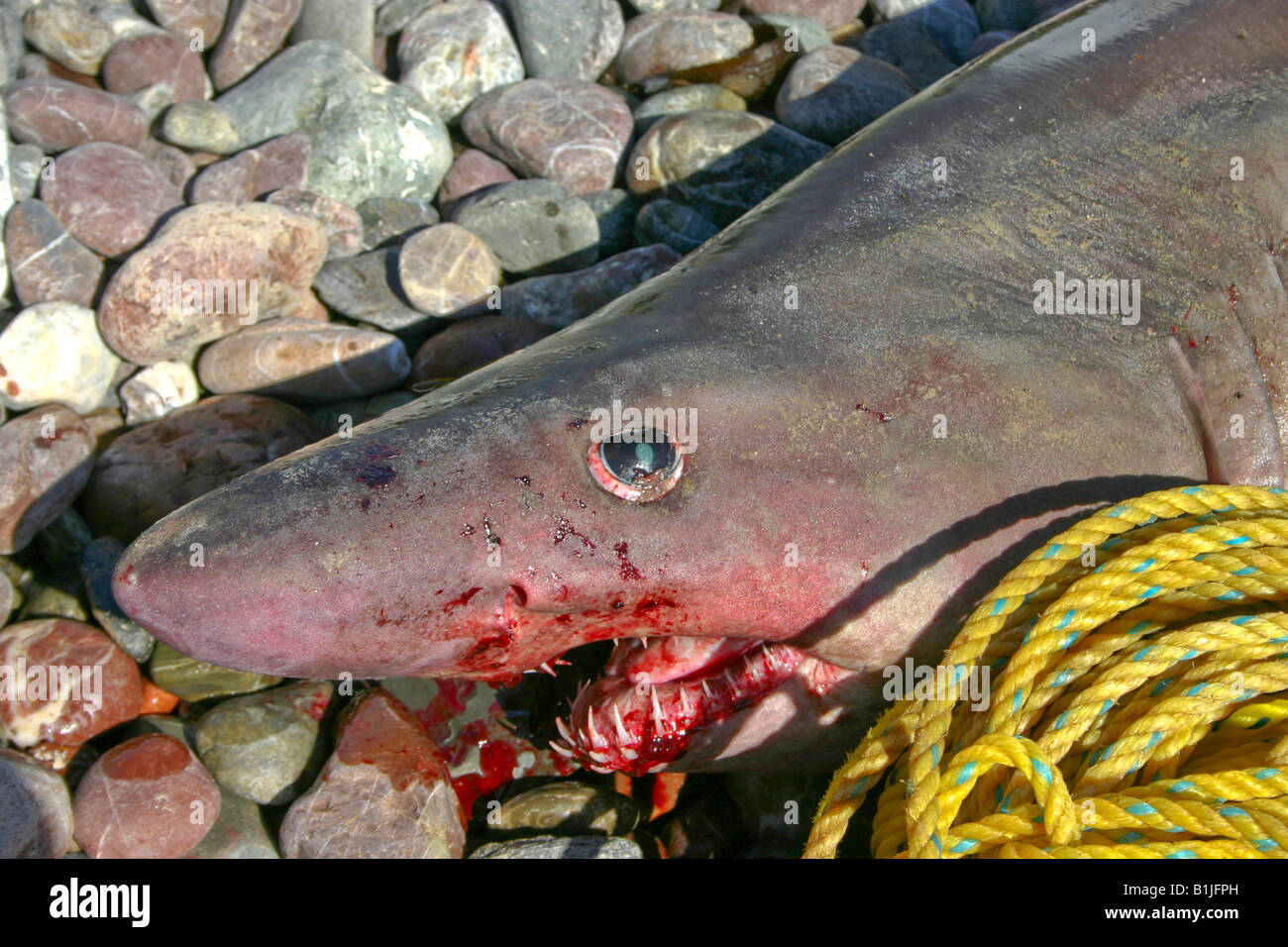 Sabbia smalltooth tiger, feroce squalo, bumpytail ragged a denti di squalo, shovelnose squalo toro (Carcharias ferox, Odontaspis ferox), captu Foto Stock