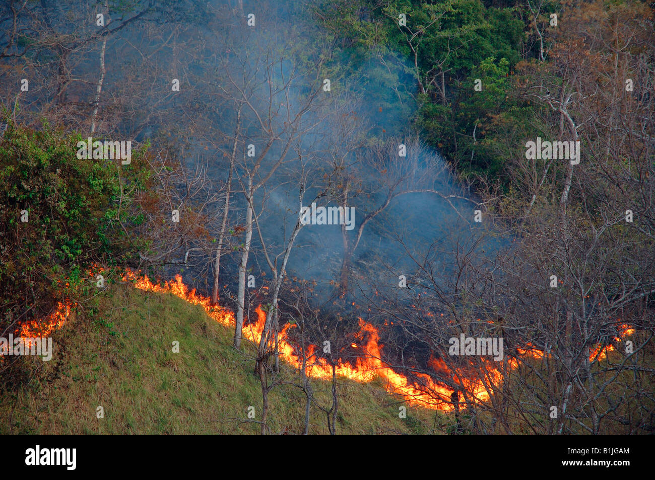 Incendio di foresta, slash e masterizzare, Costa Rica Foto Stock