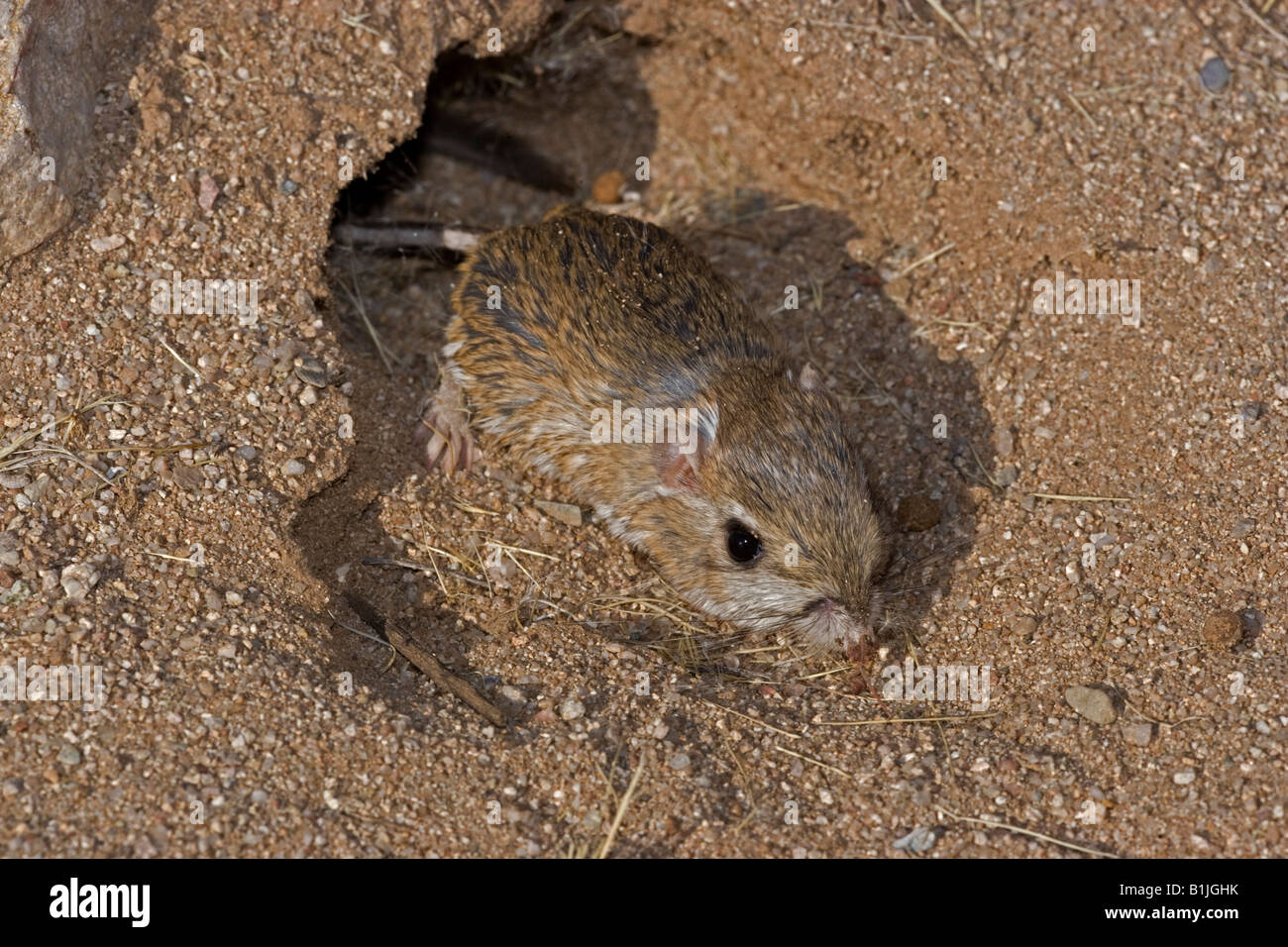 Ratto canguro (Dipodomys spp) Arizona - USA - In burrow ingresso Foto Stock